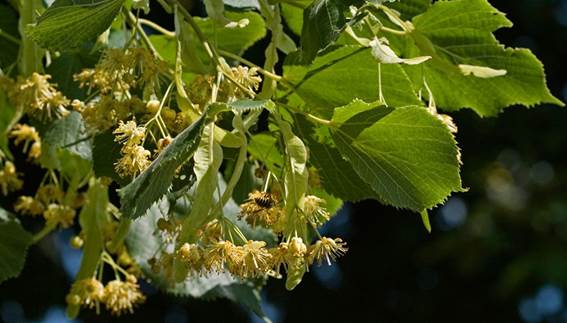 Billedresultat for blomst lindetr