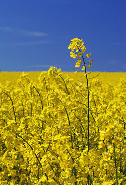 Raps (Brassica napus) Foto: Jrg Hempel